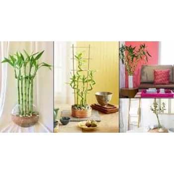 Organic Bamboo Plant
